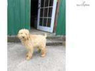 Goldendoodle Puppy for sale in Williamsport, PA, USA