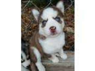 Siberian Husky Puppy for sale in Barnwell, SC, USA