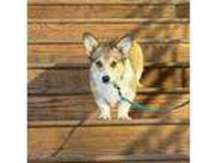 Pembroke Welsh Corgi Puppy for sale in Sparks, NV, USA