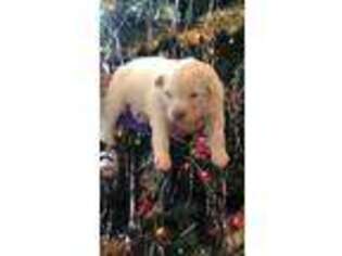 Alaskan Malamute Puppy for sale in Kearney, NE, USA