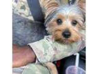 Yorkshire Terrier Puppy for sale in Colonial Heights, VA, USA