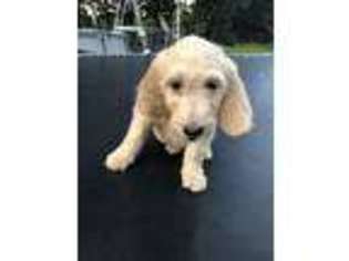 Goldendoodle Puppy for sale in Morris, CT, USA