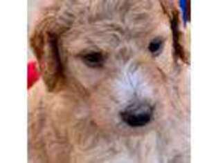 Goldendoodle Puppy for sale in Queen Creek, AZ, USA