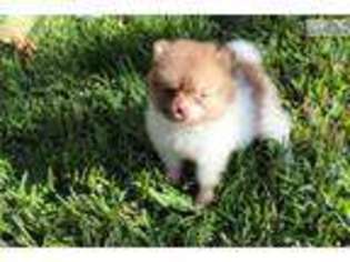 Pomeranian Puppy for sale in San Diego, CA, USA