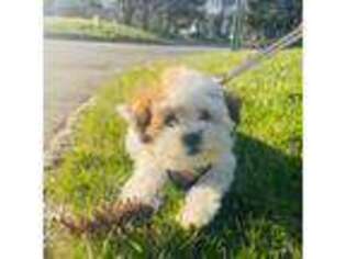 Bichon Frise Puppy for sale in Secaucus, NJ, USA