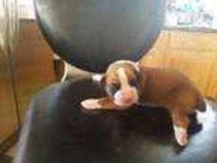 Boxer Puppy for sale in Kenyon, MN, USA