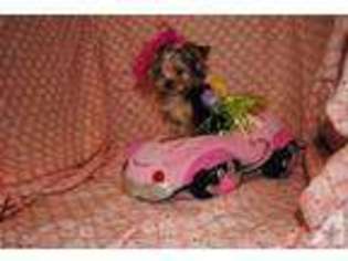 Yorkshire Terrier Puppy for sale in SULPHUR SPRINGS, TX, USA