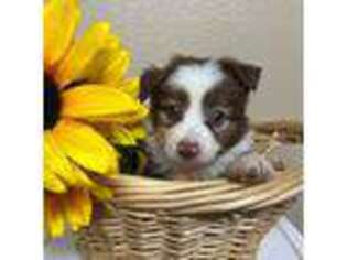 Miniature Australian Shepherd Puppy for sale in Danielson, CT, USA