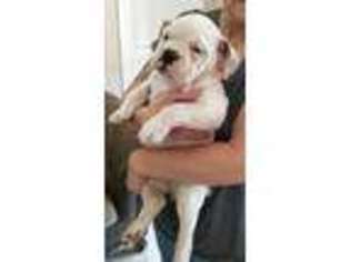 Olde English Bulldogge Puppy for sale in Ocean Springs, MS, USA