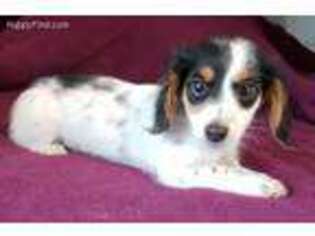 Dachshund Puppy for sale in Central, SC, USA