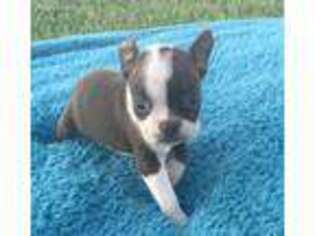 Boston Terrier Puppy for sale in Sharpsburg, KY, USA
