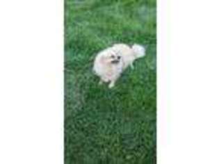 Pomeranian Puppy for sale in Richland Center, WI, USA