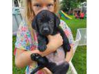 Labrador Retriever Puppy for sale in Red Hill, PA, USA