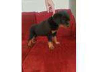 Rottweiler Puppy for sale in Clarksville, TN, USA