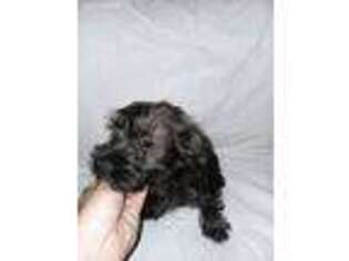 Mutt Puppy for sale in Albany, GA, USA
