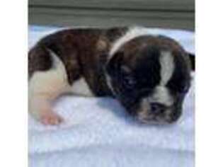 French Bulldog Puppy for sale in Dysart, IA, USA