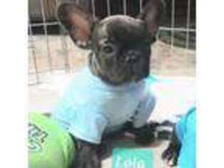 French Bulldog Puppy for sale in Dallas, TX, USA