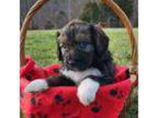 Mutt Puppy for sale in Charlotte, TN, USA