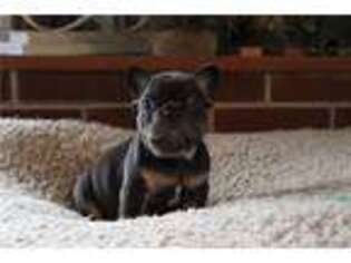 French Bulldog Puppy for sale in Battle Creek, MI, USA
