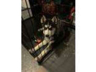 Siberian Husky Puppy for sale in Belleville, IL, USA