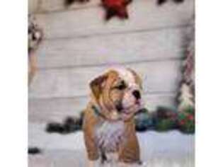 Bulldog Puppy for sale in Louisburg, KS, USA