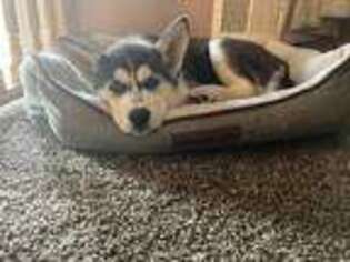 Siberian Husky Puppy for sale in Riverhead, NY, USA
