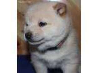 Shiba Inu Puppy for sale in Trego, WI, USA