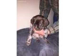 German Shorthaired Pointer Puppy for sale in Harpers Ferry, WV, USA