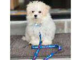 Maltese Puppy for sale in Apex, NC, USA