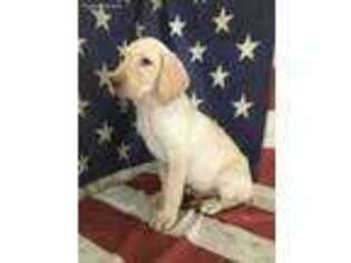Labrador Retriever Puppy for sale in Bartow, GA, USA