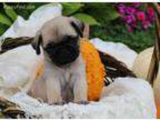 Pug Puppy for sale in Dundee, NY, USA