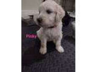 Goldendoodle Puppy for sale in Galveston, TX, USA