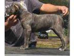 Cane Corso Puppy for sale in La Marque, TX, USA