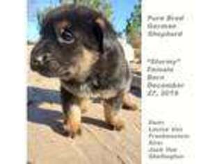 German Shepherd Dog Puppy for sale in Huachuca City, AZ, USA