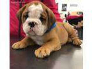 Bulldog Puppy for sale in Bringhurst, IN, USA