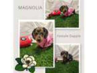 Dachshund Puppy for sale in Watkinsville, GA, USA