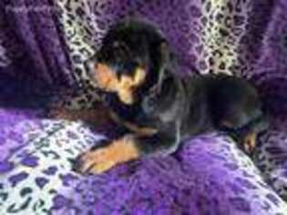 Rottweiler Puppy for sale in Westerly, RI, USA