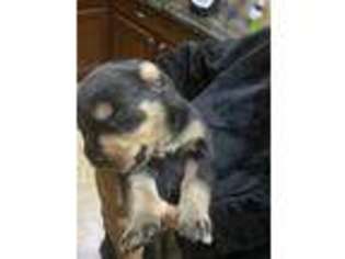 Rottweiler Puppy for sale in Surprise, AZ, USA