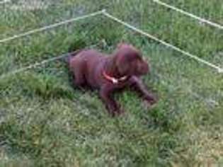 Labrador Retriever Puppy for sale in Sparks, NV, USA