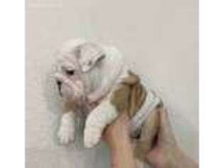 Bulldog Puppy for sale in Rescue, CA, USA