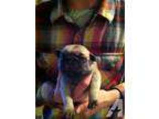 Pug Puppy for sale in SPRING, TX, USA
