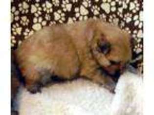 Pomeranian Puppy for sale in KAUFMAN, TX, USA