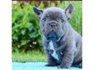 French Bulldog Puppy for sale in Royston, GA, USA