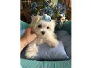 Maltese Puppy for sale in Winter Haven, FL, USA