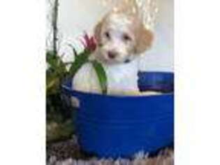 Goldendoodle Puppy for sale in Walnut, MS, USA