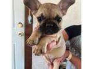 French Bulldog Puppy for sale in Stringtown, OK, USA
