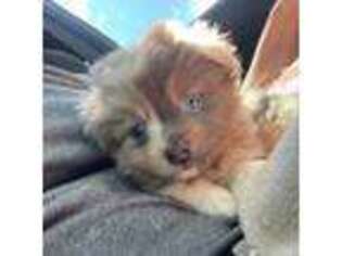 Pomeranian Puppy for sale in Chunchula, AL, USA