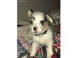 Pembroke Welsh Corgi Puppy for sale in Hillsboro, TX, USA