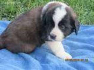 Saint Bernard Puppy for sale in Medford, WI, USA