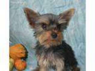 Yorkshire Terrier Puppy for sale in Lake Panasoffkee, FL, USA